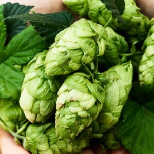 Apinis - viens no vētīgākajiem ārstniecības augiem