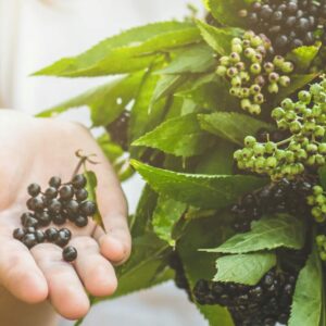 Interesanti fakti par melno plūškoku