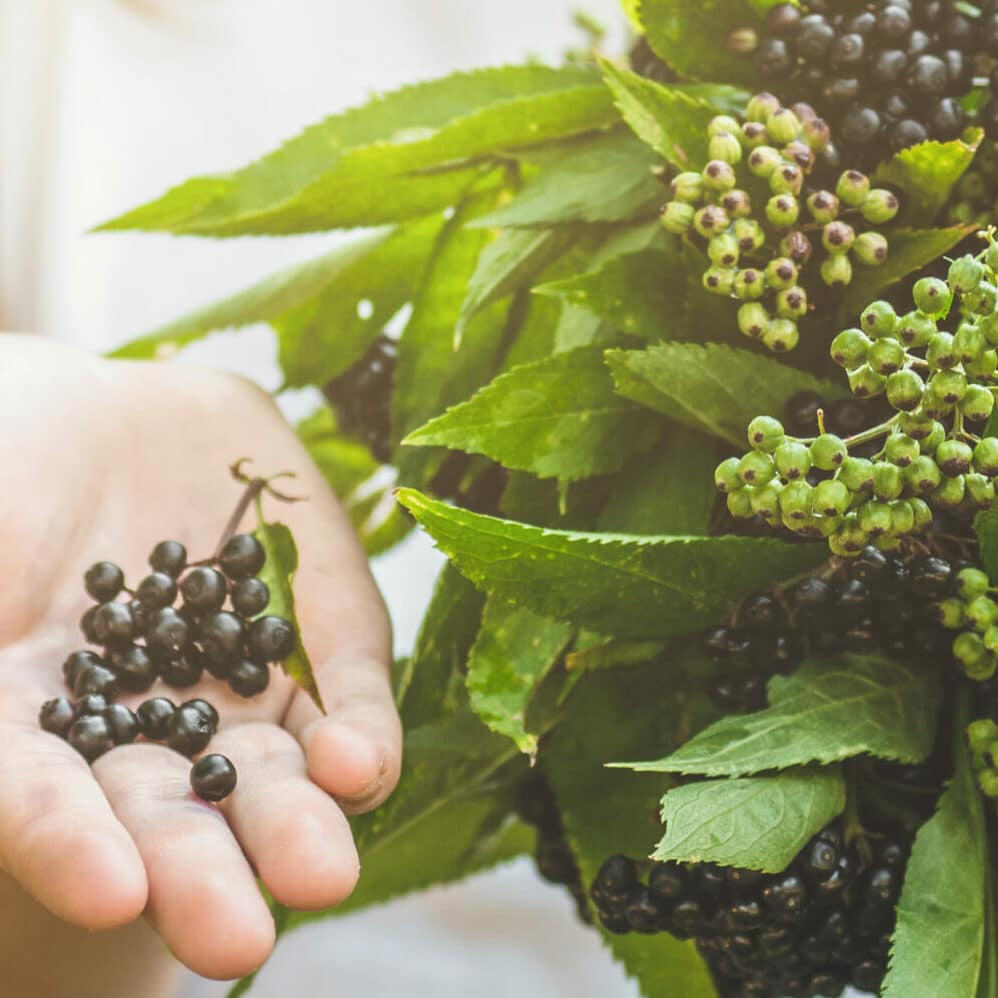 Interesanti fakti par melno plūškoku