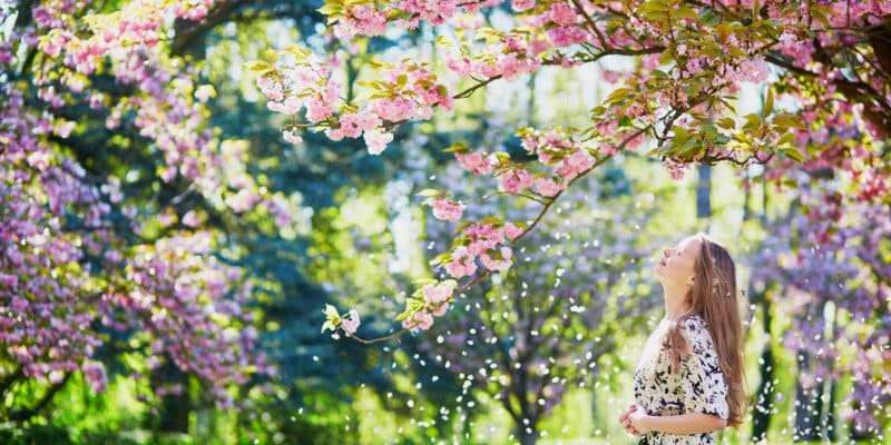Putekšņi ir izplatītākais pavasara alerģiju izraistītājs