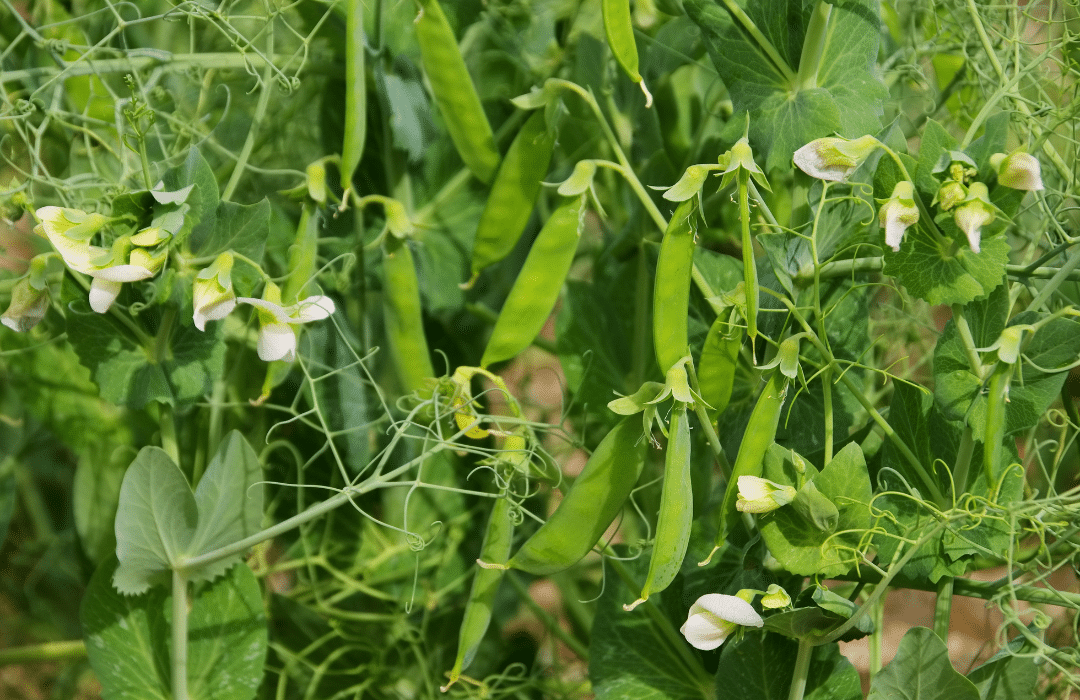 pākšaugi