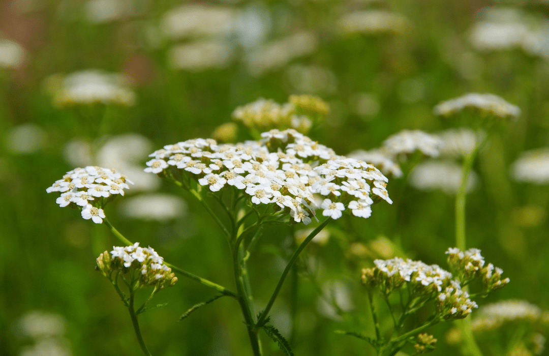 pelašķis