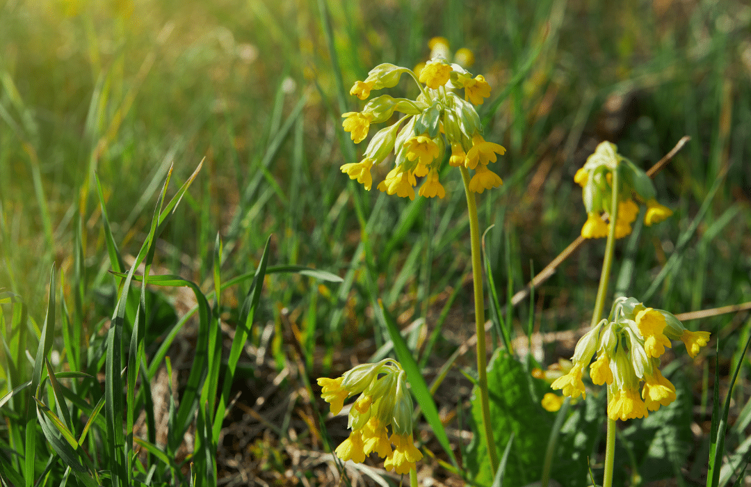 gaiļbiksīte