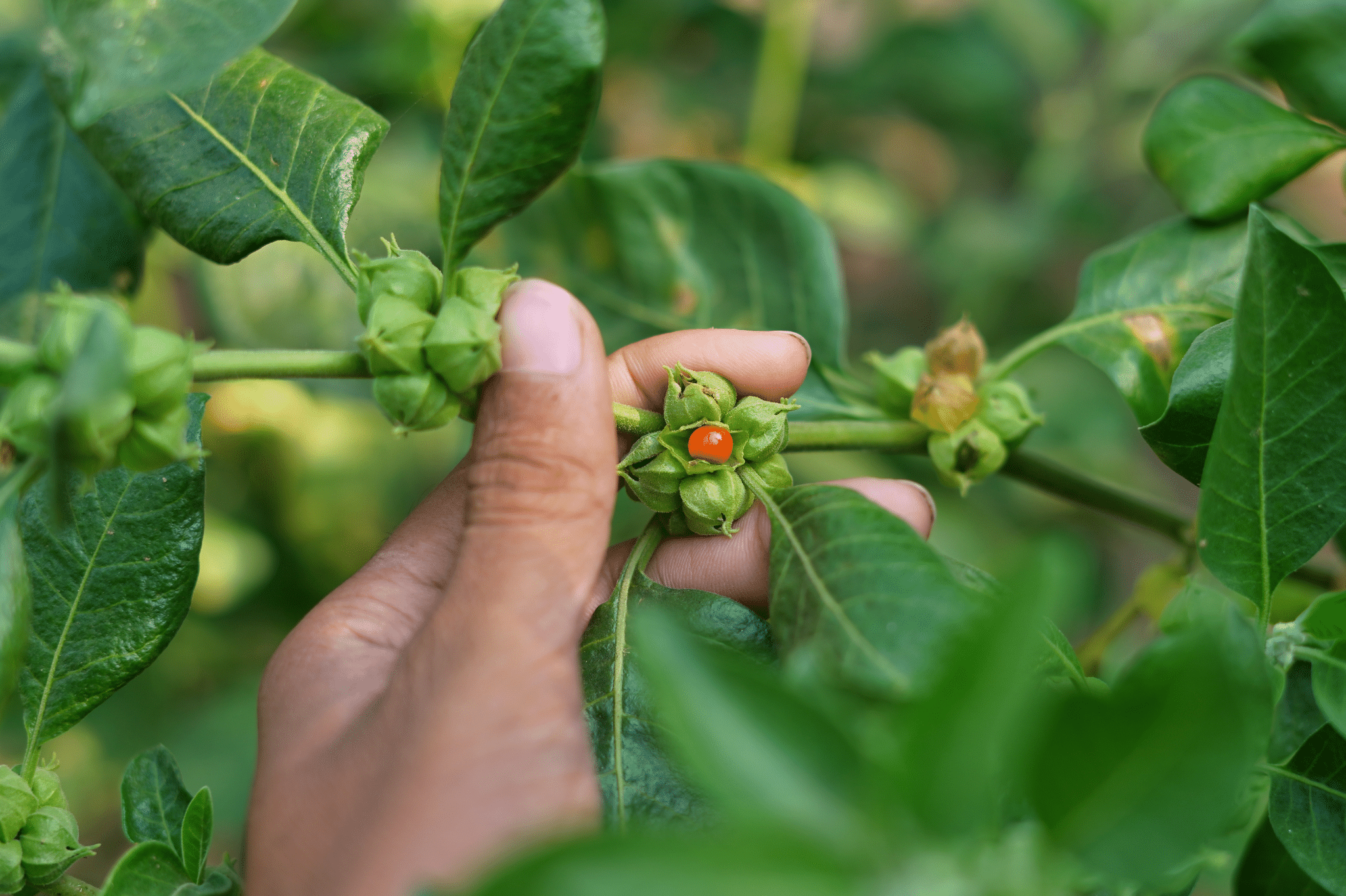 ašvagandas priekšrocības