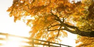 pazimes ka trukst d vitamins