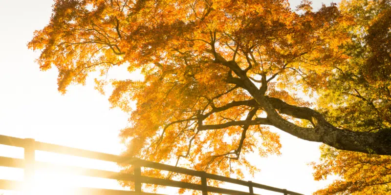 pazimes ka trukst d vitamins